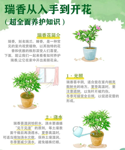 温州花怎么养,掌握关键技巧,轻松养出好状态 温州花怎么养,掌握关键技巧,轻松养出好状态