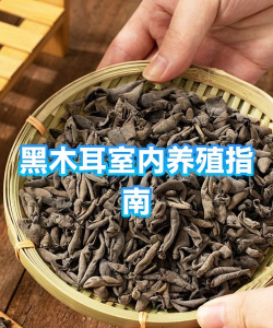 黑木耳栽培技术,掌握关键步骤,实现稳定高产 黑木耳栽培技术,掌握关键步骤,实现稳定高产