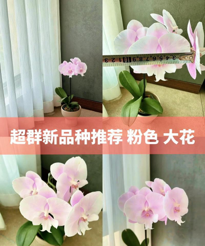 粉蝶花怎么养,掌握关键技巧,轻松爆盆开花 粉蝶花怎么养,掌握关键技巧,轻松爆盆开花