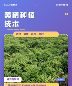 黄精栽培技术,选对品种,掌握关键步骤 黄精栽培技术,选对品种,掌握关键步骤