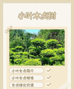 女贞树防治,常见问题解析,实用方法分享 女贞树防治,常见问题解析,实用方法分享