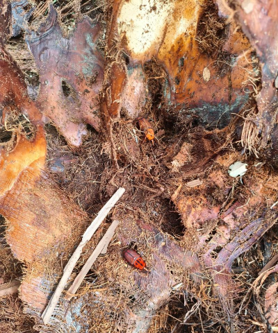 海藻树防治,常见问题,实用方法 海藻树防治,常见问题,实用方法