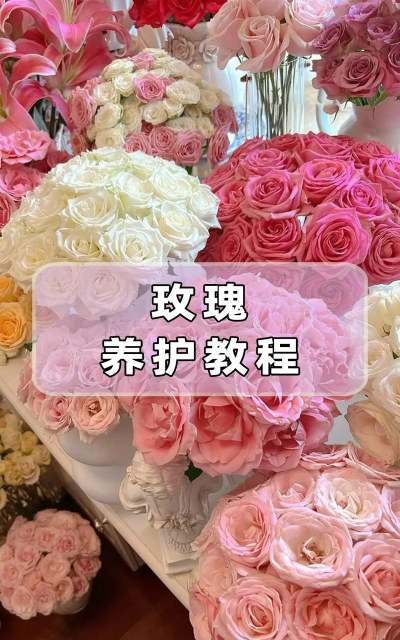 捧花怎么养,延长花期,保持鲜艳 捧花怎么养,延长花期,保持鲜艳