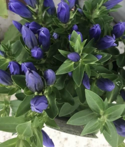 龙胆花怎么养,新手也能轻松上手,掌握关键养护技巧 龙胆花怎么养,新手也能轻松上手,掌握关键养护技巧