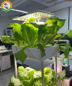 无土栽培的缺点,种植方式局限,实际应用问题 无土栽培的缺点,种植方式局限,实际应用问题