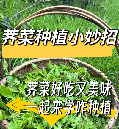 荠菜栽培,轻松上手,家庭种植小技巧 荠菜栽培,轻松上手,家庭种植小技巧