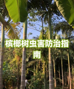 槟榔树防治,常见问题,实用方法 槟榔树防治,常见问题,实用方法
