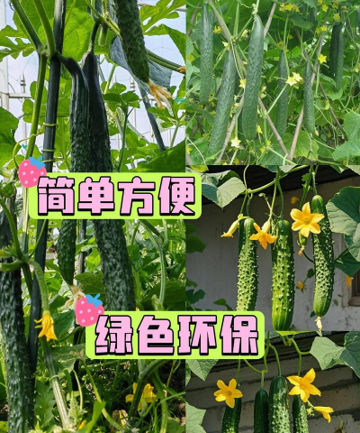 栽培黄瓜,掌握关键技巧,轻松收获果实 栽培黄瓜,掌握关键技巧,轻松收获果实
