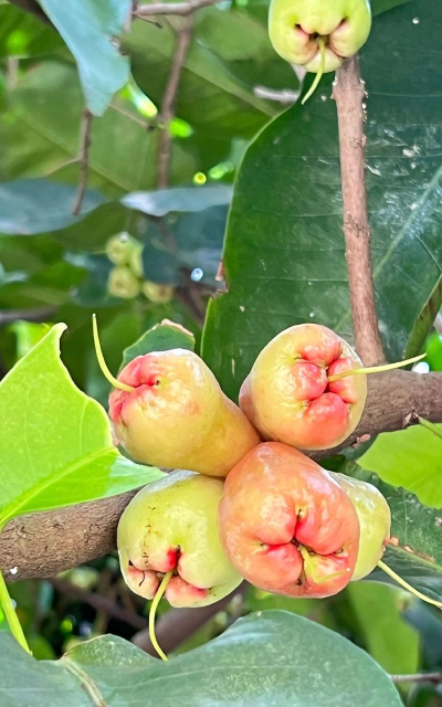 莲雾树防治,常见病害识别,有效应对方法 莲雾树防治,常见病害识别,有效应对方法