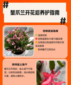 螃蟹花怎么养,掌握关键技巧,轻松养出好状态 螃蟹花怎么养,掌握关键技巧,轻松养出好状态