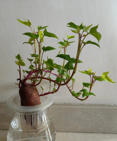 地瓜花怎么养,轻松上手,花开满盆 地瓜花怎么养,轻松上手,花开满盆