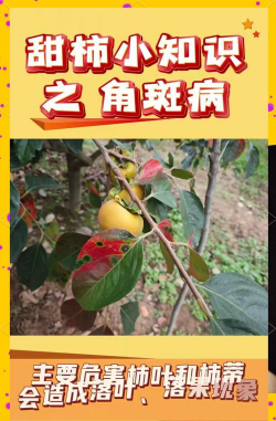 防治斑点树,识别早期症状,采取有效方法 防治斑点树,识别早期症状,采取有效方法