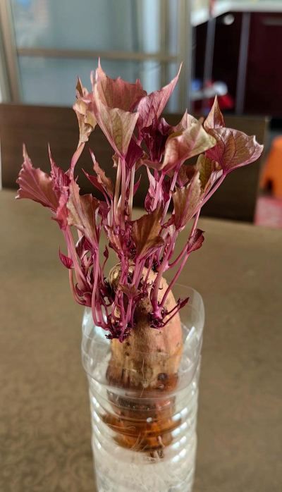 紫薯栽培,选对品种,掌握关键技巧 紫薯栽培,选对品种,掌握关键技巧