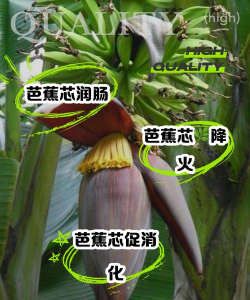 芭蕉树防治,常见问题解析,实用方法分享 芭蕉树防治,常见问题解析,实用方法分享