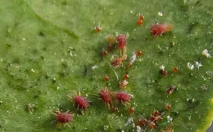 树蜘蛛防治,识别常见种类,掌握有效方法 树蜘蛛防治,识别常见种类,掌握有效方法