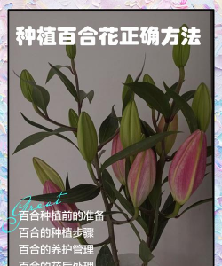 双生花怎么养,掌握关键技巧,轻松培育开花 双生花怎么养,掌握关键技巧,轻松培育开花