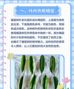 防治榴莲树,常见病害识别,有效管理方法 防治榴莲树,常见病害识别,有效管理方法