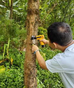 树蚂蚁防治,找准方法,轻松解决 树蚂蚁防治,找准方法,轻松解决
