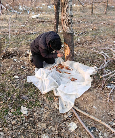 防治腐烂树,识别早期迹象,采取有效行动 防治腐烂树,识别早期迹象,采取有效行动