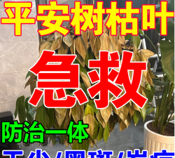 平安树防治,常见问题,实用方法 平安树防治,常见问题,实用方法