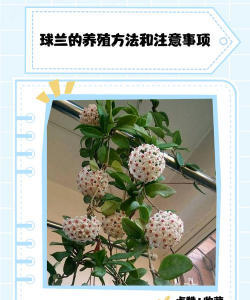火球花怎么养,掌握关键技巧,轻松养出好状态 火球花怎么养,掌握关键技巧,轻松养出好状态