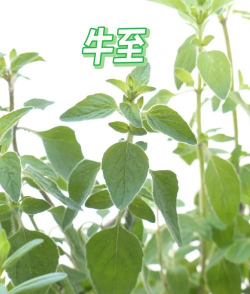 牛至花怎么养,轻松掌握技巧,新手也能养好 牛至花怎么养,轻松掌握技巧,新手也能养好