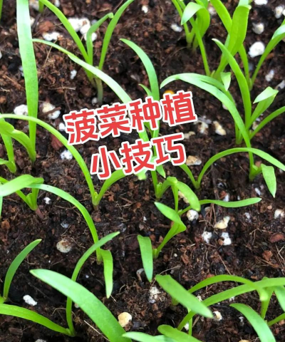 菠菜栽培技术,掌握关键要点,轻松收获鲜嫩 菠菜栽培技术,掌握关键要点,轻松收获鲜嫩