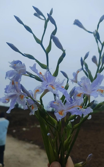豆豉花怎么养,轻松上手,花开满盆 豆豉花怎么养,轻松上手,花开满盆