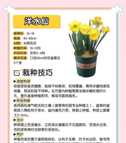 木耳花怎么养,掌握关键技巧,轻松培育健康植株 木耳花怎么养,掌握关键技巧,轻松培育健康植株