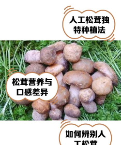 人工栽培松茸,技术要点解析,实现稳定产出 人工栽培松茸,技术要点解析,实现稳定产出