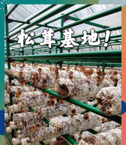 松茸栽培技术,掌握关键步骤,实现稳定产出 松茸栽培技术,掌握关键步骤,实现稳定产出