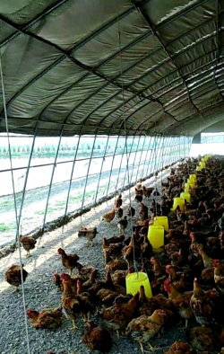 养鸡场绿化设计,改善养殖环境,提升鸡群健康 养鸡场绿化设计,改善养殖环境,提升鸡群健康