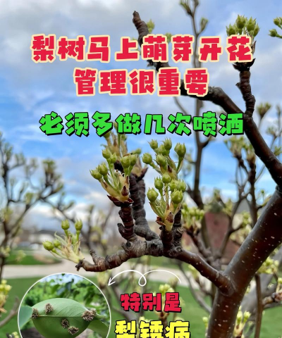 蛀树防治,找准原因,对症下药 蛀树防治,找准原因,对症下药