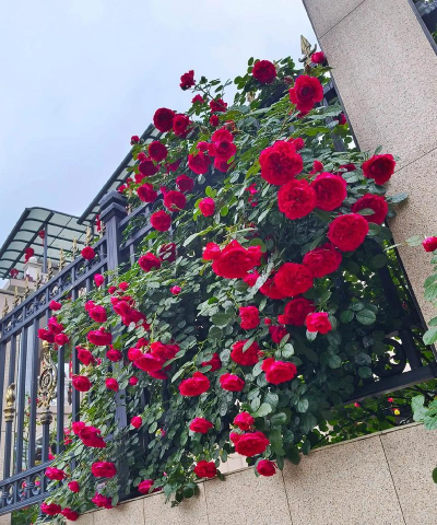 藤花怎么养,掌握关键技巧,轻松打造花墙 藤花怎么养,掌握关键技巧,轻松打造花墙