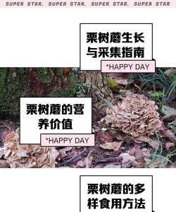 树防治蘑菇,常见问题与实用方法 树防治蘑菇,常见问题与实用方法