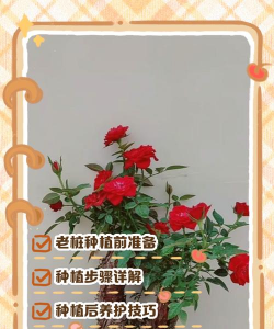 法式花怎么养,掌握关键技巧,轻松打造浪漫花园 法式花怎么养,掌握关键技巧,轻松打造浪漫花园
