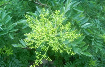 槐米树防治,常见问题解析,实用应对方法 槐米树防治,常见问题解析,实用应对方法