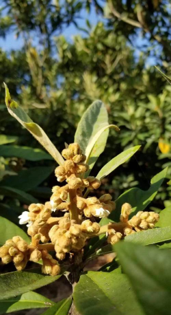 枇杷花怎么养,掌握关键技巧,轻松收获满树繁花 枇杷花怎么养,掌握关键技巧,轻松收获满树繁花