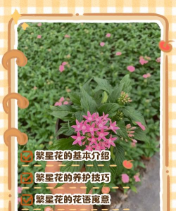 星空花怎么养,掌握关键技巧,轻松打造梦幻花园 星空花怎么养,掌握关键技巧,轻松打造梦幻花园