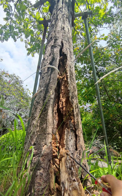 树防治白蚁,找准关键方法,避免树木受损 树防治白蚁,找准关键方法,避免树木受损
