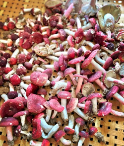 红菇栽培,掌握关键步骤,轻松收获美味 红菇栽培,掌握关键步骤,轻松收获美味