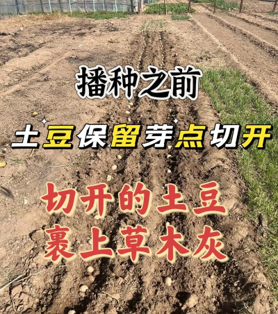 无土栽培土豆,掌握关键技巧,轻松收获高产 无土栽培土豆,掌握关键技巧,轻松收获高产