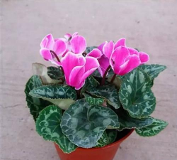 仙鹤花怎么养,掌握关键技巧,轻松养出好状态 仙鹤花怎么养,掌握关键技巧,轻松养出好状态