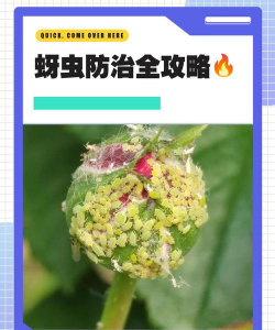 树蚜虫防治,识别虫害特征,掌握有效方法 树蚜虫防治,识别虫害特征,掌握有效方法