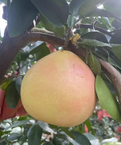 柚子栽培技术,选苗很关键,管理要跟上 柚子栽培技术,选苗很关键,管理要跟上