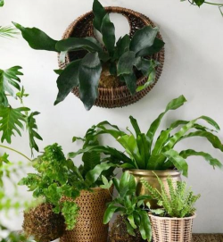 蕨花怎么养,掌握关键技巧,轻松打造绿意空间 蕨花怎么养,掌握关键技巧,轻松打造绿意空间