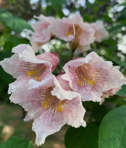 楸树防治,常见问题,实用方法 楸树防治,常见问题,实用方法