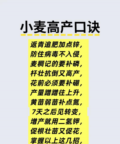 小麦高产栽培技术,选对品种,科学管理 小麦高产栽培技术,选对品种,科学管理