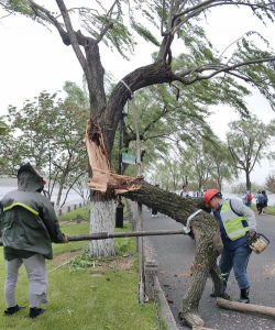 大风防治树,选对品种,做好防护 大风防治树,选对品种,做好防护