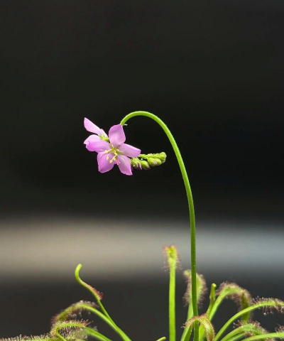 白茅花怎么养,轻松上手,花开满园 白茅花怎么养,轻松上手,花开满园